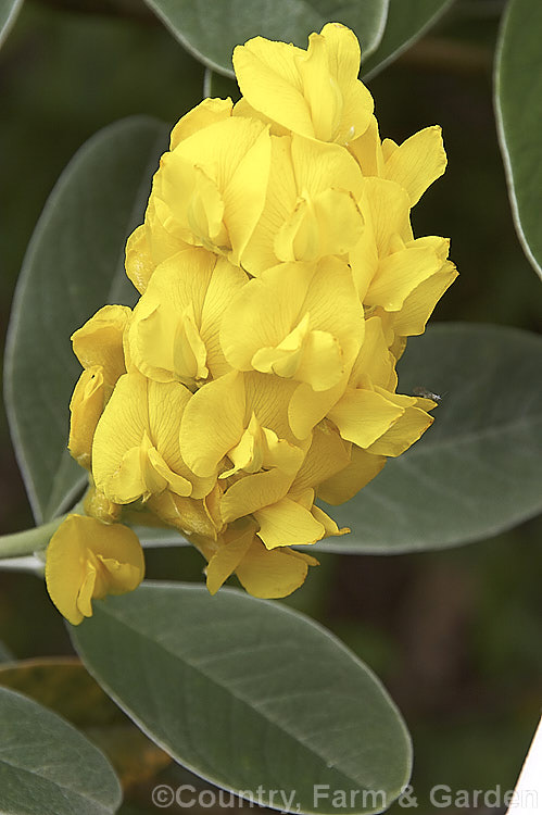 Moroccan Broom or Pineapple Broom (<i>Argyrocytisus battandieri [Cytisus battandieri]), a deciduous or semi-evergreen shrub native to Morocco. It has silver-haired foliage, grows to around 4m tall and produces its fragrant flowerheads from mid-spring into summer. Order: Fabales, Family: Fabaceae