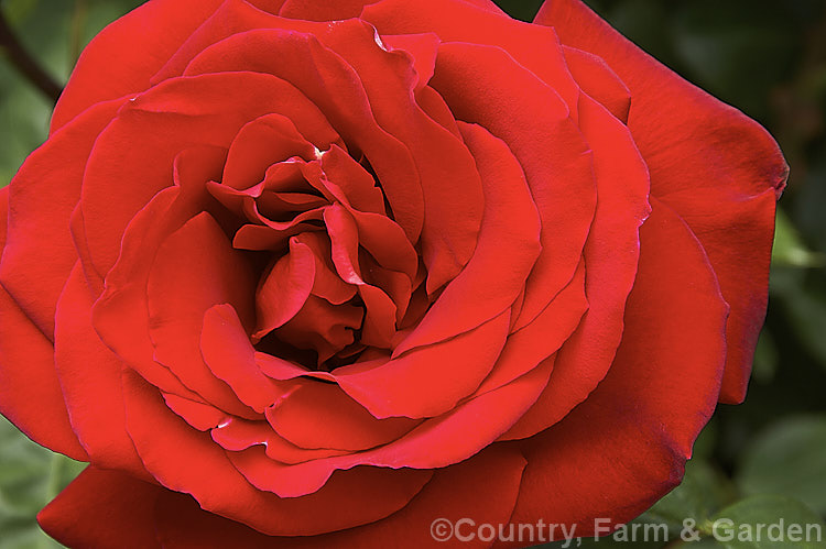 Rosa 'Precious. Platinum' (syn 'Opa. Potschke' ['Red Planet' x 'Franklin. Engelmann']), a large-flowered (<i>Hybrid Tea</i>) bush rose raised by Dickson of Northern Ireland and introduced in 1974. It is a strongly upright bush that can reach 18m tall Order: Rosales, Family: Rosaceae