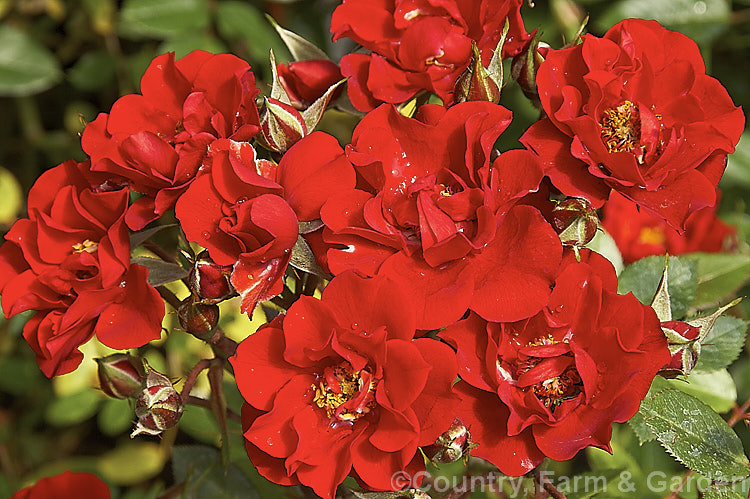 Rosa 'Hauraki' ('Trumpeter' x 'Kapiti'), a compact. Cluster-flowered (<i>Floribunda</i>) or Patio. Rose introduced by McGredy of New Zealand in 1994. It grows to around 45cm tall and is often grown as a miniature standard. Order: Rosales, Family: Rosaceae