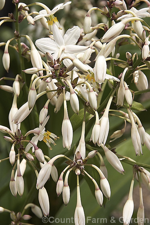 The flowerhead of the Renga. Renga. Lily or Rock Lily (<i>Arthropodium cirratum [syn. Arthropodium cirrhatum]), a strappy-leafed evergreen perennial native to New Zealand Develops into a 40 x 60cm high foliage clump with sprays of small white flowers in summer. arthropodium-2365htm'>Arthropodium.