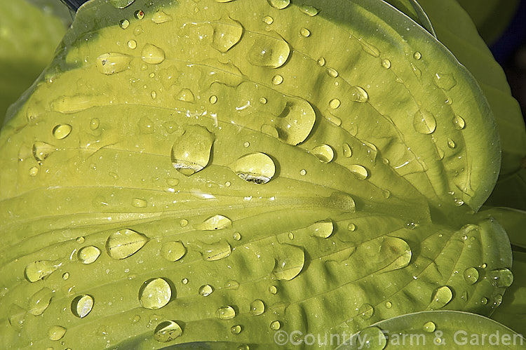 Droplets of water on the foliage of a blue-green-leafed. Hosta or Plantain. Lily. Hostas are clump-forming herbaceous perennials native to Japan, China and Korea. They are widely cultivated and have been extensively hybridised to produce garden forms. hosta-2110htm'>Hosta.