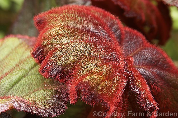 The very hairy young foliage of Begonia rex-cultorum 'Fire Flush' (syn 'Bettina. Rothschild'), an upright-stemmed hybrid with very boldly variegated foliage, conspicuous bright red leaf hairs and scented white flowers. Order: Cucurbitales, Family: Begoniaceae