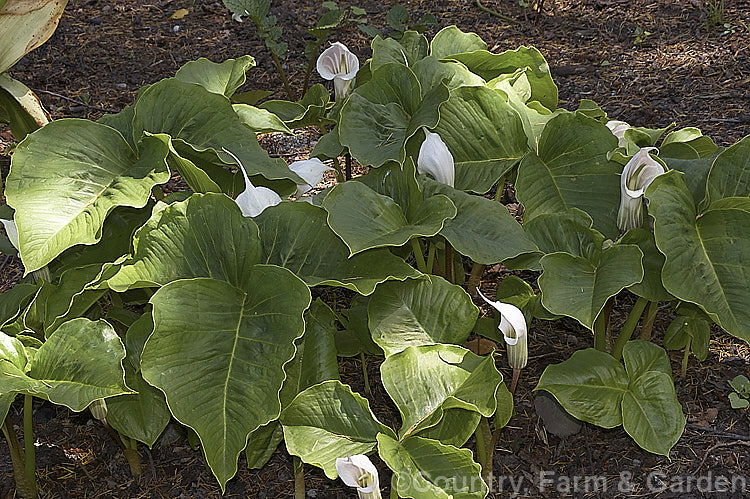 Arisaema candidissimum, a late spring- to early summer-flowering, tuberous-rooted, arum family perennial from western China. It produces one large trifoliate leaf per flower stem but can form a large clump once established. Order: Alismatales, Family: Araceae