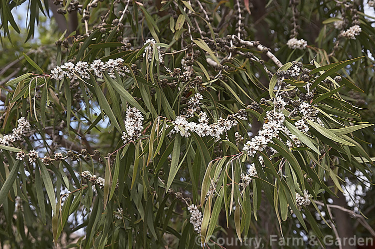 Willow. Myrtle (<i>Agonis flexuosa</i>), a heavy-trunked 9m tallAustralian tree with pendulous branches, aromatic leaves and small white flowers in late spring and early summer. Its foliage gives it the appearance of a Eucalyptus but the flowers are more like those of Leptospermum. agonis-2267htm'>Agonis. .