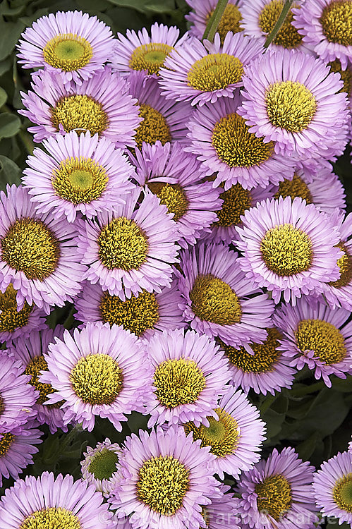 Seaside. Daisy or Beach Aster (<i>Erigeron glaucus</i>), a low, spreading, late spring- to early summer-flowering perennial native to the western United States. Its foliage is somewhat succulent. erigeron-2960htm'>Erigeron.