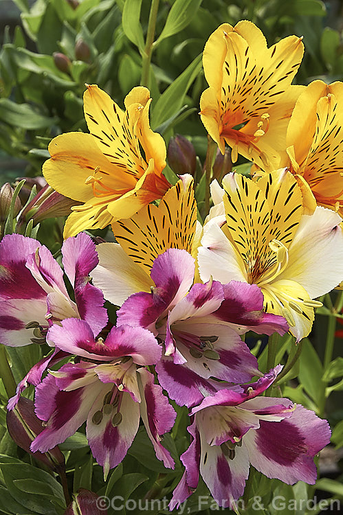 A selection of Alstroemeria cultivars: Top, 'Goldie'; centre, 'Walter. Fleming'; and bottom, 'Anouska'. Alstroemerias are hardy, fleshy-rotted perennial that are widely cultivated in borders and as cut flowers. alstroemeria-2321htm'>Alstroemeria.