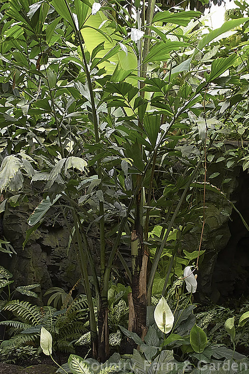 Fishtail. Palm (<i>Caryota mitis</i>), a quick-growing palm native to tropical Southeast Asia. It often develops multiple trunks and has large leaves with triangular leaflets that have ragged edges. In temperate areas it is widely grown as a house plant. caryota-2535htm'>Caryota.