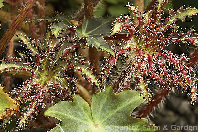 Begonia heracleifolia var. longipila, a pale-veined dark-leaved Mexican variety of a Central American perennial with a creeping rhizome, very hairy foliage and a flower stems up to 60cm high. The flowers are pale pink and appear mainly from late summer. Order: Cucurbitales, Family: Begoniaceae