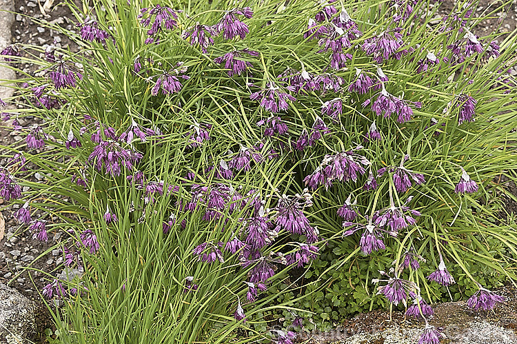 Allium cyathophorum var. farreri, a variety of a Chinese bulb of the onion family. Sometimes sold as Allium tibeticum, it is remarkably adaptable in cultivation and popular for use in rockeries. allium-2045htm'>Allium.