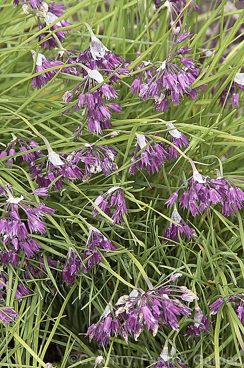 Allium cyathophorum var. farreri, a variety of a Chinese bulb of the onion family. Sometimes sold as Allium tibeticum, it is remarkably adaptable in cultivation and popular for use in rockeries. allium-2045htm'>Allium.