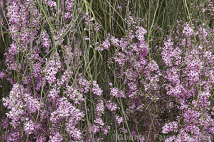 Pink Broom (<i>Carmichaelia carmichaeliae [syn. <i>Notospartium carmichaeliae</i>]), a near-leafless, arching, 1.5-3m high shrub native to Marlborough, New Zealand. The flowers appear from early summer, are fragrant and very attractive to the small black New Zealand bees. Order: Fabales, Family: Fabaceae