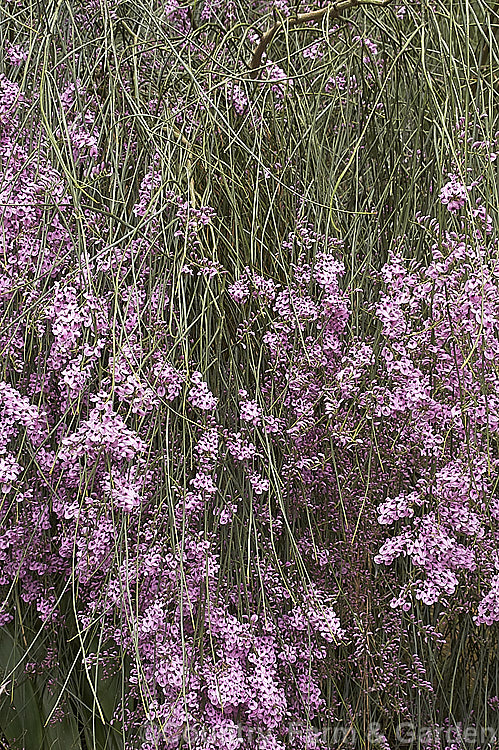 Pink Broom (<i>Carmichaelia carmichaeliae [syn. <i>Notospartium carmichaeliae</i>]), a near-leafless, arching, 1.5-3m high shrub native to Marlborough, New Zealand. The flowers appear from early summer, are fragrant and very attractive to the small black New Zealand bees. Order: Fabales, Family: Fabaceae