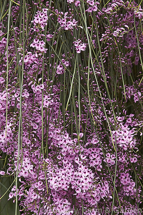 Pink Broom (<i>Carmichaelia carmichaeliae [syn. <i>Notospartium carmichaeliae</i>]), a near-leafless, arching, 1.5-3m high shrub native to Marlborough, New Zealand. The flowers appear from early summer, are fragrant and very attractive to the small black New Zealand bees. Order: Fabales, Family: Fabaceae