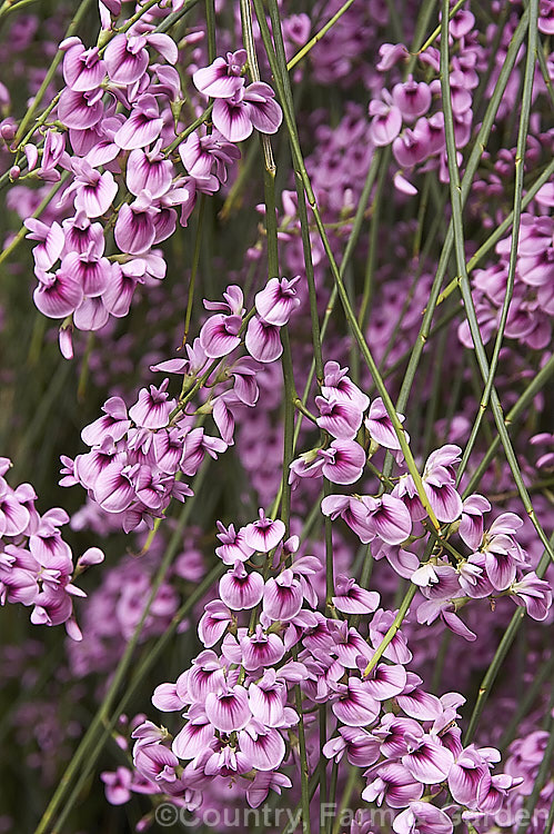 Pink Broom (<i>Carmichaelia carmichaeliae [syn. <i>Notospartium carmichaeliae</i>]), a near-leafless, arching, 1.5-3m high shrub native to Marlborough, New Zealand. The flowers appear from early summer, are fragrant and very attractive to the small black New Zealand bees. Order: Fabales, Family: Fabaceae