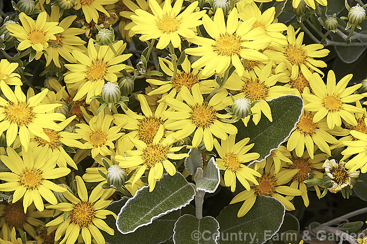 The flowers of Brachyglottis greyi (syn. Senecio greyi</i>), a tough, , summer-flowering, silver-leafed shrub native to New Zealand It is very useful for coastal plantings. brachyglottis-2162htm'>Brachyglottis.