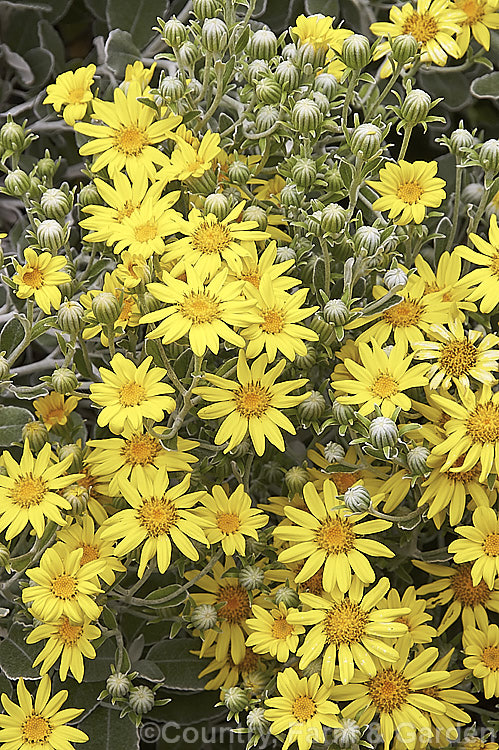 The flowers of Brachyglottis greyi (syn. Senecio greyi</i>), a tough, , summer-flowering, silver-leafed shrub native to New Zealand It is very useful for coastal plantings. brachyglottis-2162htm'>Brachyglottis.