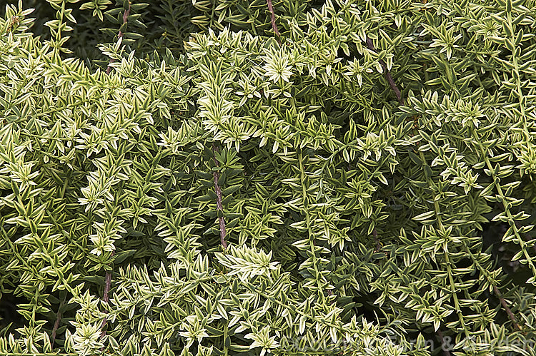 Podocarpus totara 'Silver Falls', a compact cream-variegated cultivar of the Totara, a large coniferous tree native to New Zealand Totara has extremely durable and beautiful resinous timber, a stout trunk and peeling bark. Order: Araucariales, Family: Podocarpaceae