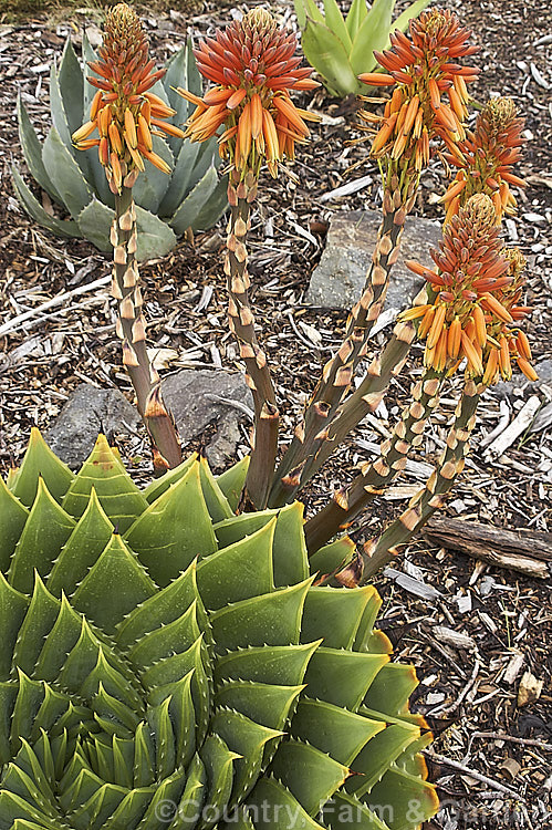 Aloe polyphylla, a spring- to summer-flowering succulent native to Lesotho. It forms spiralled rosettes of pale-edged light green leaves to 30cm long. The 5cm long, red to pink (rarely yellow</i>) flowers are borne in branched inflorescences up to 60cm tall Order: Asparagales, Family: Asphodelaceae