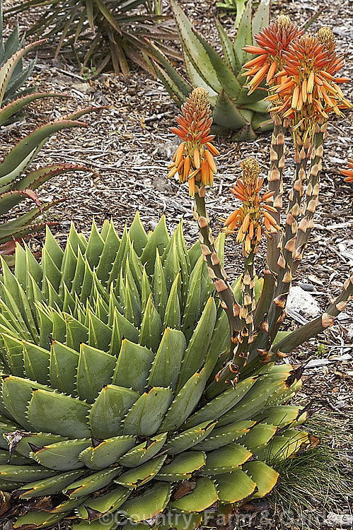 Aloe polyphylla, a spring- to summer-flowering succulent native to Lesotho. It forms spiralled rosettes of pale-edged light green leaves to 30cm long. The 5cm long, red to pink (rarely yellow</i>) flowers are borne in branched inflorescences up to 60cm tall Order: Asparagales, Family: Asphodelaceae