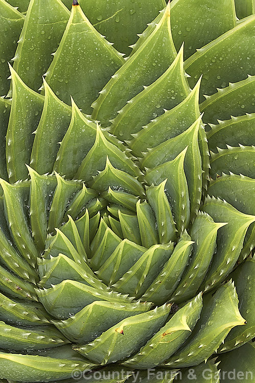 Aloe polyphylla, a spring- to summer-flowering succulent native to Lesotho. It forms spiralled rosettes of pale-edged light green leaves to 30cm long. The 5cm long, red to pink (rarely yellow</i>) flowers are borne in branched inflorescences up to 60cm tall Order: Asparagales, Family: Asphodelaceae