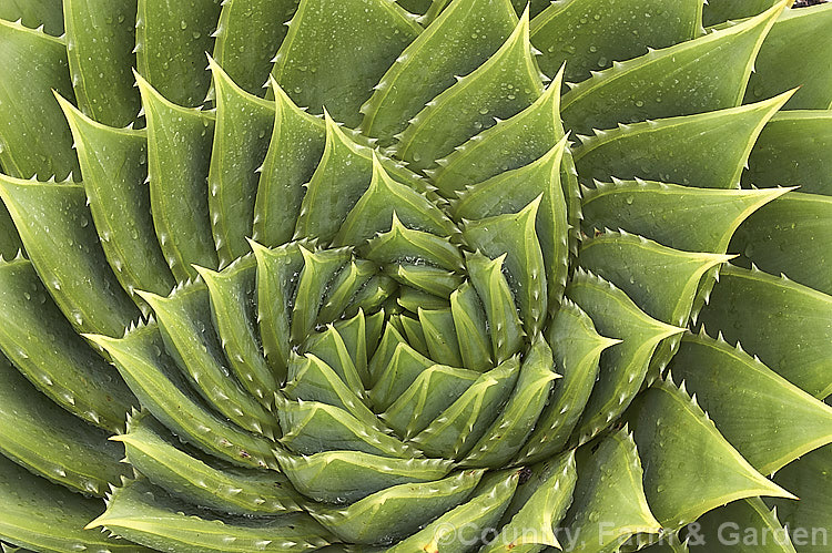 Aloe polyphylla, a spring- to summer-flowering succulent native to Lesotho. It forms spiralled rosettes of pale-edged light green leaves to 30cm long. The 5cm long, red to pink (rarely yellow</i>) flowers are borne in branched inflorescences up to 60cm tall Order: Asparagales, Family: Asphodelaceae