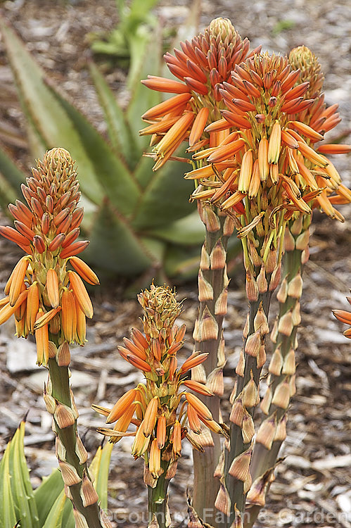 Aloe polyphylla, a spring- to summer-flowering succulent native to Lesotho. It forms spiralled rosettes of pale-edged light green leaves to 30cm long. The 5cm long, red to pink (rarely yellow</i>) flowers are borne in branched inflorescences up to 60cm tall Order: Asparagales, Family: Asphodelaceae