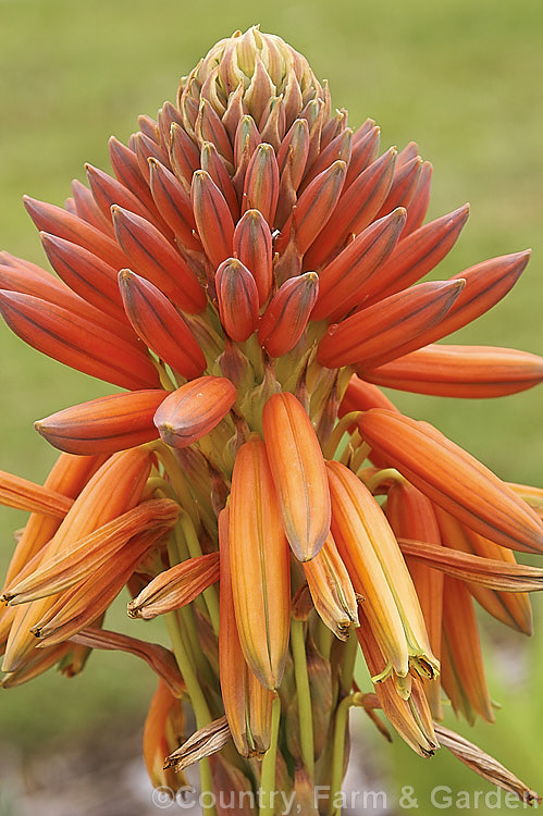 Aloe polyphylla, a spring- to summer-flowering succulent native to Lesotho. It forms spiralled rosettes of pale-edged light green leaves to 30cm long. The 5cm long, red to pink (rarely yellow</i>) flowers are borne in branched inflorescences up to 60cm tall Order: Asparagales, Family: Asphodelaceae