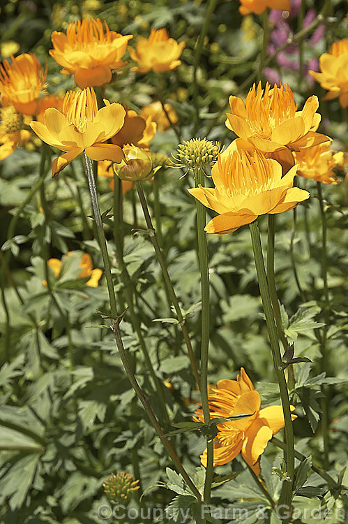 Globeflower (<i>Trollius europaeus</i>), a hardy, 80cm tall, spring- to early-summer-flowering perennial found over much of the northern temperate zone. trollius-3374htm'>Trollius.