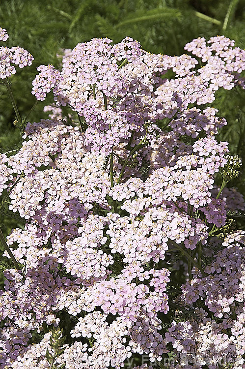 <i>Achillea millefolium</i> 'Rosea', a compact, light pink-flowered cultivar of a vigorous summer-flowering Eurasian perennial that has naturalised in many parts of the world. Order: Asterales, Family: Asteraceae