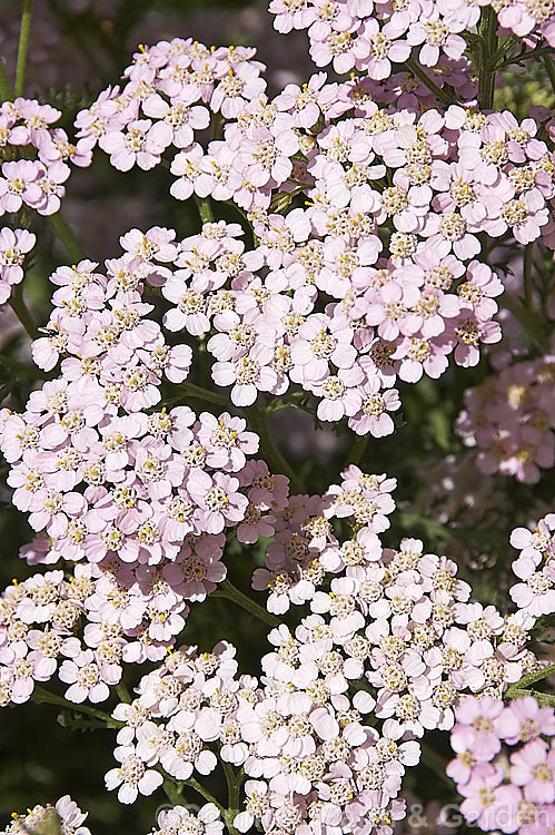 <i>Achillea millefolium</i> 'Rosea', a compact, light pink-flowered cultivar of a vigorous summer-flowering Eurasian perennial that has naturalised in many parts of the world. Order: Asterales, Family: Asteraceae