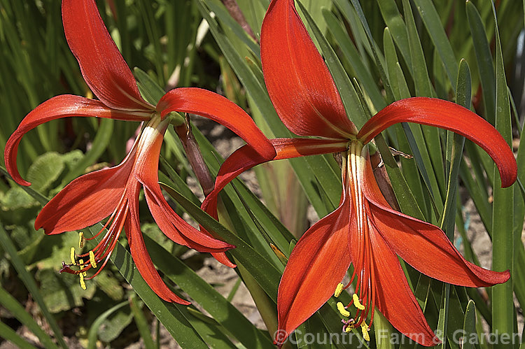 Jacobean. Lily or Aztec. Lily (<i>Sprekelia formosissima</i>), a summer-flowering bulb native to Mexico. The individual flowers are short-lived but appear over a long season and the flower stems are up to 30cm tall sprekelia-3327htm'>Sprekelia.