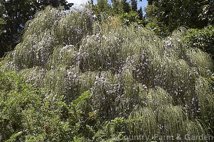 Weeping Broom (<i>Carmichaelia stevensonii [syn. <i>Chordospartium stevensonii</i>]), a near-leafless summer-flowering shrub that occurs naturally in the Marlborough region of the South Island of New Zealand It has an attractive weeping growth habit and can reach 6m tall but is usually considerably smaller. Order: Fabales, Family: Fabaceae