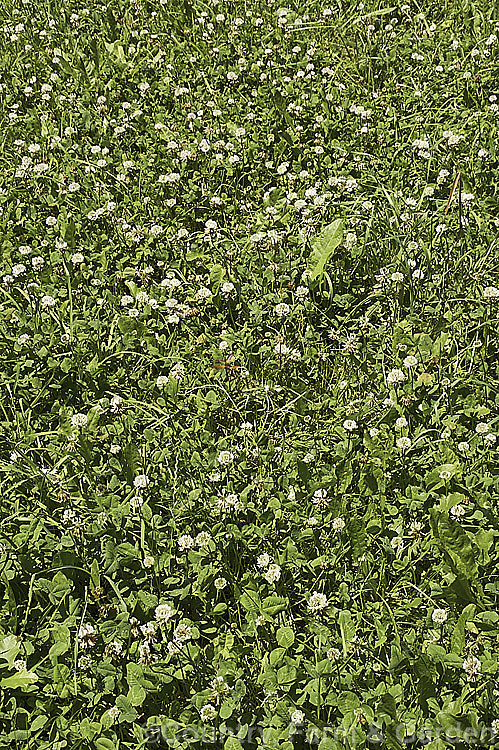 A lush semi-wild pasture of White Clover (<i>Trifolium repens</i>), a European species widely grown in pastures as fodder, for its nitrogen fixing properties and for honey production. Cultivated pasture would show less variety than this, which includes grasses, weeds such as dandelion and some oak seedlings. trifolium-3369htm'>Trifolium.