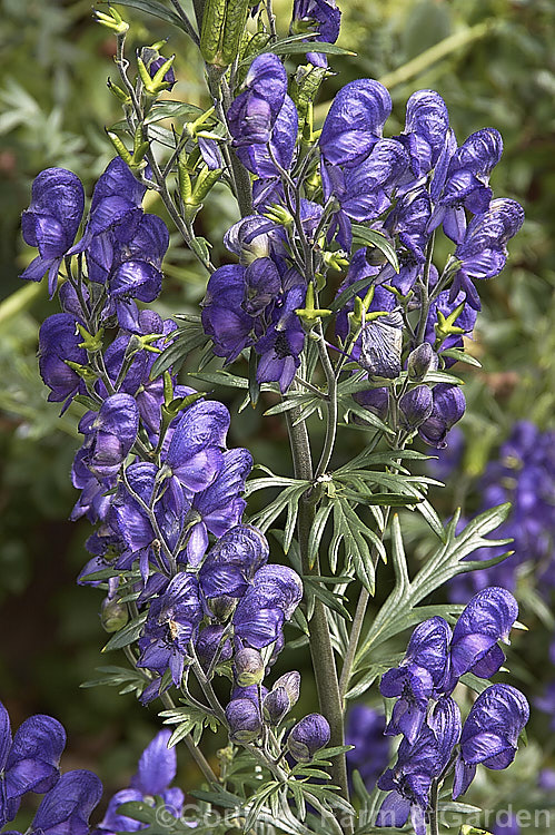 Monkshood or Friar's Cap (<i>Aconitum napellus</i>), a summer- to autumn-flowering perennial that occurs naturally over much of the northern temperate region. Order: Ranunculales, Family: Ranunculaceae