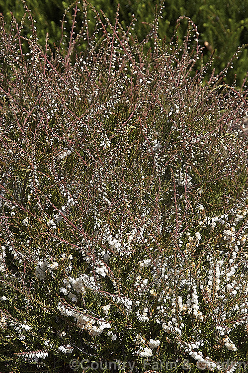 Calluna vulgaris 'Kinlochruel', a very early-blooming cultivar of Scotch Heather or Ling, a cool-temperate. Northern Hemisphere evergreen shrub. A sport of 'County. Wicklow', it produces its white double flowers from midsummer and its foliage develops strong bronze tones in winter. calluna-2108htm'>Calluna. Order: Ericales, Family: Ericaceae