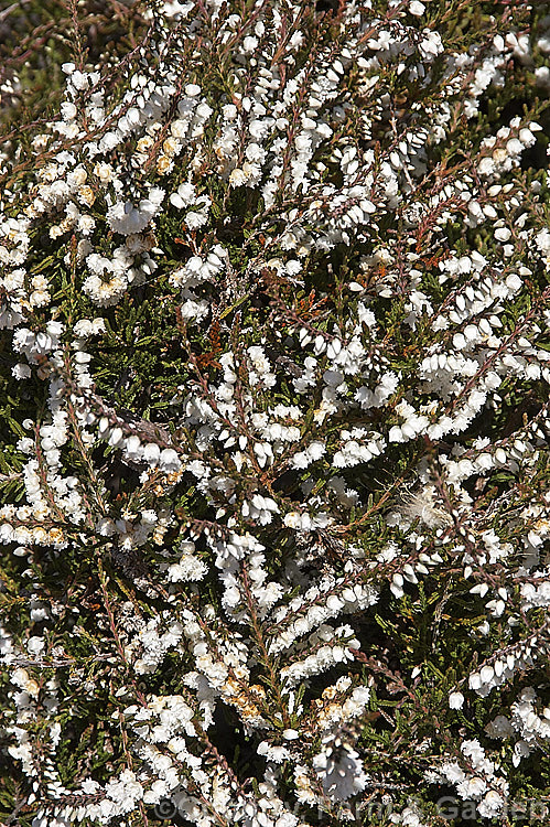 Calluna vulgaris 'Kinlochruel', a very early-blooming cultivar of Scotch Heather or Ling, a cool-temperate. Northern Hemisphere evergreen shrub. A sport of 'County. Wicklow', it produces its white double flowers from midsummer and its foliage develops strong bronze tones in winter. calluna-2108htm'>Calluna. Order: Ericales, Family: Ericaceae