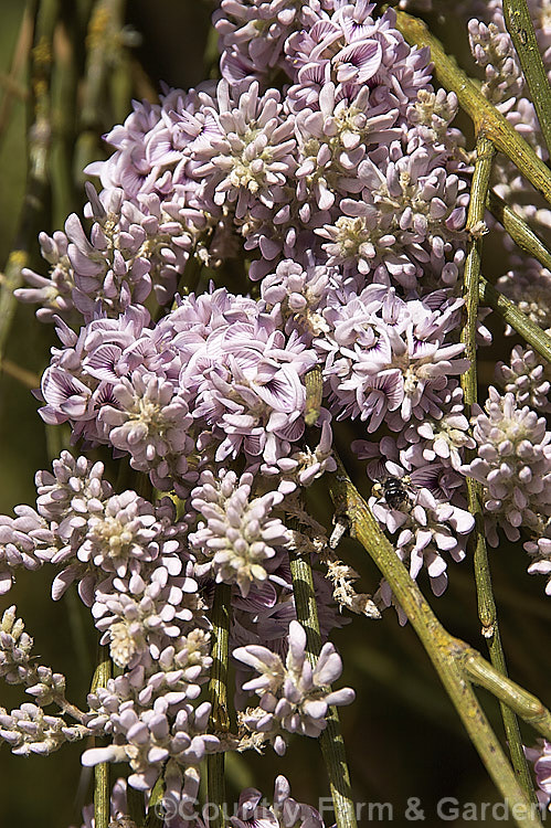 Weeping Broom (<i>Carmichaelia stevensonii [syn. <i>Chordospartium stevensonii</i>]), a near-leafless summer-flowering shrub that occurs naturally in the Marlborough region of the South Island of New Zealand It has an attractive weeping growth habit and can reach 6m tall but is usually considerably smaller. Order: Fabales, Family: Fabaceae