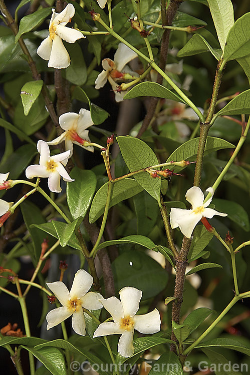 Trachelospermum asiaticum, a summer-flowering evergreen climber native to Japan and Korea. It is smaller than the more commonly grown. Trachelospermum jasminoides and has finely downy red-tinted stems with faintly scented, cream to very pale yellow flowers. trachelospermum-3362htm'>Trachelospermum. Order: Gentianales, Family: Apocynaceae