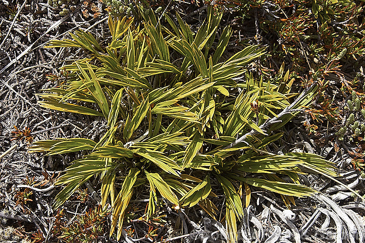 Pygmy Speargrass (<i>Aciphylla monroi</i>), a small, clump-forming perennial found at up to 1700m altitude in the mountains of New Zealand's South Island from Nelson to North Canterbury. It produces crowded heads of minute white flowers in summer. Order: Apiales, Family: Apiaceae