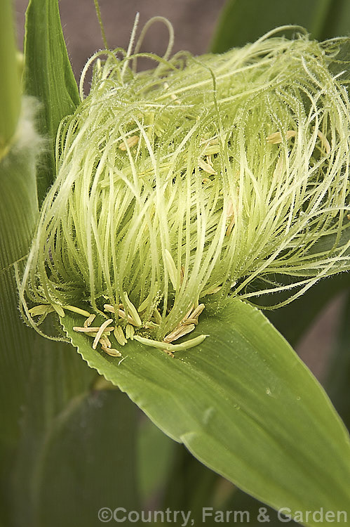 The female flowers of Sweet Corn, Maize or Corn (<i>Zea mays</i>) with fallen anthers from the male flowers above. Sweet Corn is a robust annual grass from Central America grown for its edible seed heads (corn cobs</i>). Order: Poales, Family: Poaceae