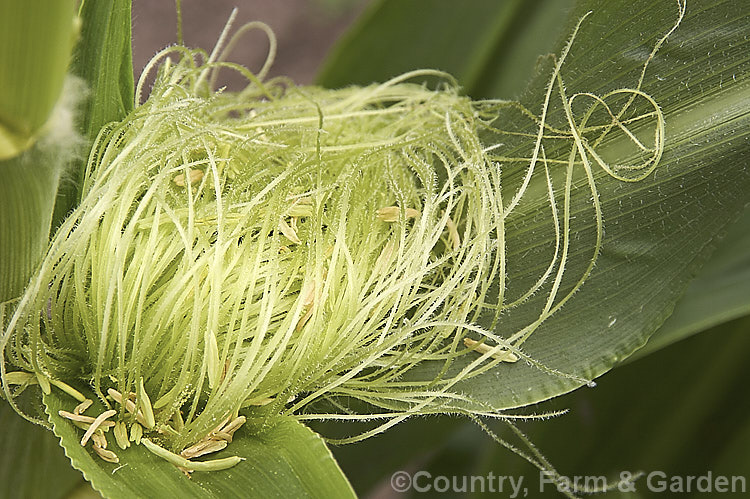 The female flowers of Sweet Corn, Maize or Corn (<i>Zea mays</i>) with fallen anthers from the male flowers above. Sweet Corn is a robust annual grass from Central America grown for its edible seed heads (corn cobs</i>). Order: Poales, Family: Poaceae