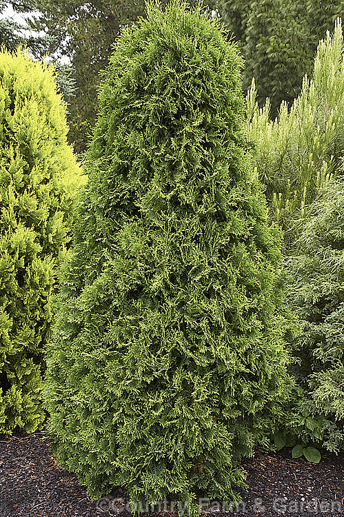 Thuja occidentalis 'Fastigiata', a columnar to pyramidal cultivar of an eastern North American coniferous tree 'Fastigiata' grows to around 7m tall, is among the most widely planted. Thuja cultivars and is often used as hedging or for lining drives and walks. Order: Pinales, Family: Cupressaceae