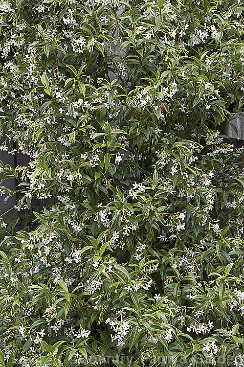 Star Jasmine (<i>Trachelospermum jasminoides</i>), an evergreen climber native to China. Its flowers are very fragrant and appear mainly in summer. trachelospermum-3362htm'>Trachelospermum. Order: Gentianales, Family: Apocynaceae