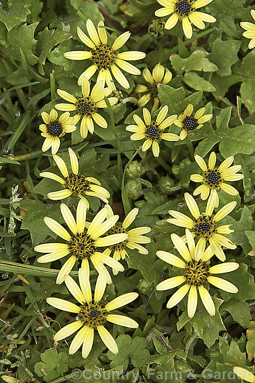 Cape Weed (<i>Arctotheca calendula</i>), a perennial daisy native to southern Africa. It flowers in spring and early summer and while occasionally cultivated it most often occurs as a lawn or pasture weed, as shown here. Order: Asterales, Family: Asteraceae