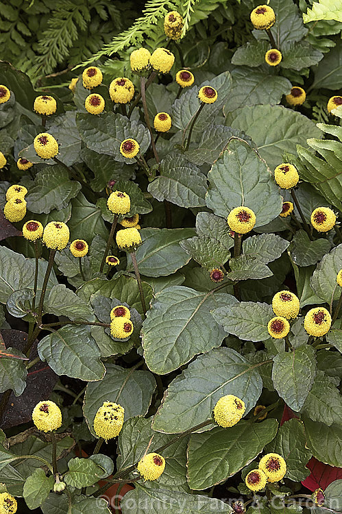 Toothache Plant (<i>Acmella oleracea</i> [syns. <i>Spilanthes oleracea</i>, <i>Spilanthes acmella</i>]), a tender, summer-flowering perennial native to Brazil. A member of the daisy family (<i>Asteraceae</i>), its flowerheads have no ray florets and are interestingly shaped. The leaves have both culinary and medicinal uses, with a pungent flavour and mild analgesic or anaesthetic effects, hence the name Toothache Plant. Order: Asterales, Family: Asteraceae