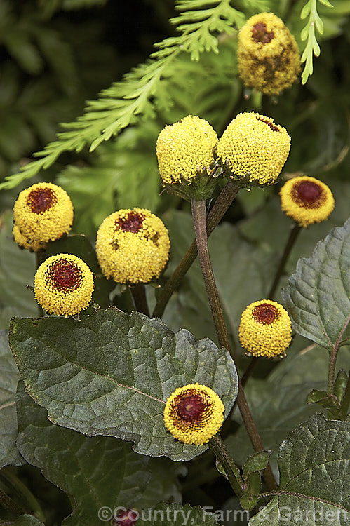 Toothache Plant (<i>Acmella oleracea</i> [syns. <i>Spilanthes oleracea</i>, <i>Spilanthes acmella</i>]), a tender, summer-flowering perennial native to Brazil. A member of the daisy family (<i>Asteraceae</i>), its flowerheads have no ray florets and are interestingly shaped. The leaves have both culinary and medicinal uses, with a pungent flavour and mild analgesic or anaesthetic effects, hence the name Toothache Plant. Order: Asterales, Family: Asteraceae