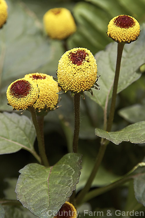 Toothache Plant (<i>Acmella oleracea</i> [syns. <i>Spilanthes oleracea</i>, <i>Spilanthes acmella</i>]), a tender, summer-flowering perennial native to Brazil. A member of the daisy family (<i>Asteraceae</i>), its flowerheads have no ray florets and are interestingly shaped. The leaves have both culinary and medicinal uses, with a pungent flavour and mild analgesic or anaesthetic effects, hence the name Toothache Plant. Order: Asterales, Family: Asteraceae