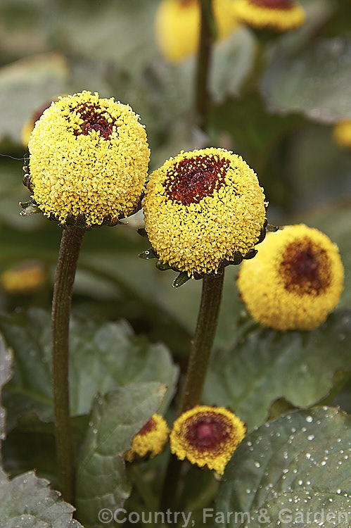 Toothache Plant (<i>Acmella oleracea</i> [syns. <i>Spilanthes oleracea</i>, <i>Spilanthes acmella</i>]), a tender, summer-flowering perennial native to Brazil. A member of the daisy family (<i>Asteraceae</i>), its flowerheads have no ray florets and are interestingly shaped. The leaves have both culinary and medicinal uses, with a pungent flavour and mild analgesic or anaesthetic effects, hence the name Toothache Plant. Order: Asterales, Family: Asteraceae