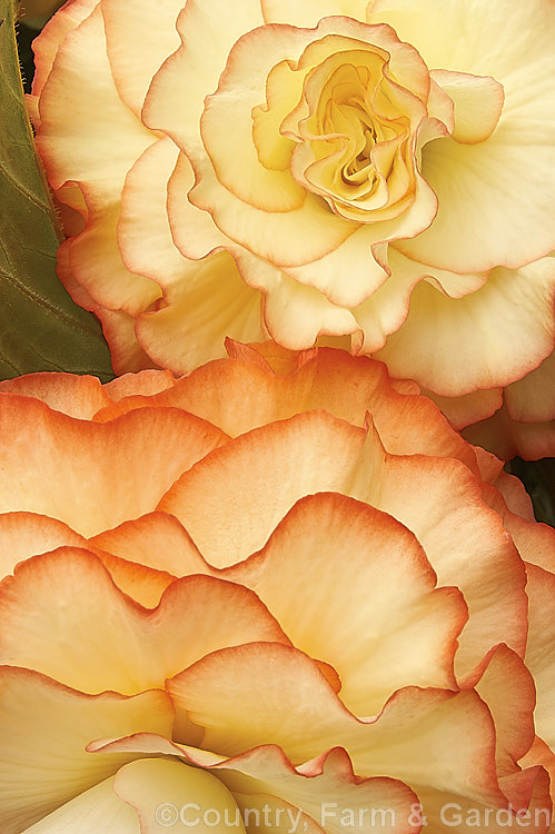 <i>Begonia x tuberhybrida</i> 'Fred Martin', one of the many fancy-flowered tuberous begonias, a group of hybrids derived from several Andean species. Order: Cucurbitales, Family: Begoniaceae