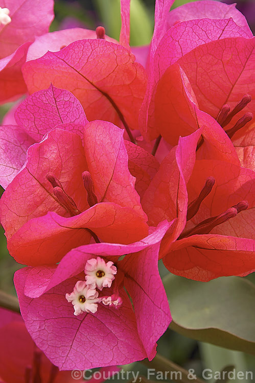 Bougainvillea 'Scarlett. O'Hara' (syns 'San. Diego. Red', Hawaiian. Scarlet'), a vigorous hybrid bougainvillea that flowers throughout the warmer months. In addition to the bright red flower bracts it has bronze new growth. When grown in a greenhouse, as this specimen has been, the bracts tend towards deep pink rather than red. bougainvillea-2413htm'>Bougainvillea. <a href='nyctaginaceae-plant-family-photoshtml'>Nyctaginaceae</a>.